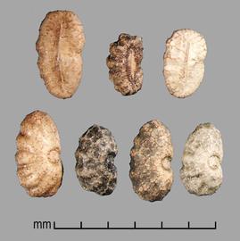  Commelina benghalensis.  Brown and mottled seeds, with a long scar as the hilum. Photo by Julia Scher, USDA-APHIS-PPQ.