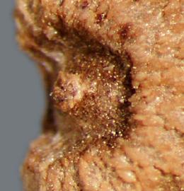  Commelina communis.  The hilum is on the side margin. Photo by Julia Scher, USDA-APHIS-PPQ.