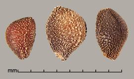  Convolvulus arvensis.  Seeds are covered with tuberculate, wavy lines or points. Photo by Julia Scher, USDA-APHIS-PPQ.