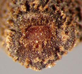  Convolvulus arvensis.  Seeds with a large, blunt hilum. Photo by Julia Scher, USDA-APHIS-PPQ.