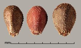  Convolvulus arvensis.  The seed hilum is kidney-shaped, and the surface is not parallel to the seed axis. Photo by Julia Scher, USDA-APHIS-PPQ.