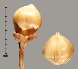  Convolvulus arvensis.  Seed pods. Photo by Julia Scher, USDA-APHIS-PPQ.
