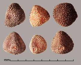  Convolvulus tricolor.  Seeds have three surfaces: two adjacent and flat, and one rounded. Photo by Julia Scher, USDA-APHIS-PPQ.