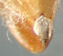  Crupina crupinastrum.  Achenes that are hairy, soft, and scurfy at the base. Photo by Julia Scher, USDA-APHIS-PPQ.