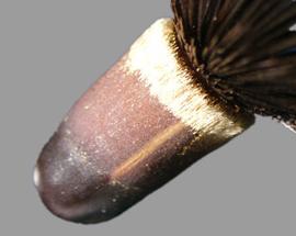  Crupina vulgaris.  Achenes are black with a light colored band at the apex. Photo by Julia Scher, USDA-APHIS-PPQ.