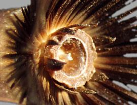  Crupina vulgaris.  Achenes' collar and stylar lobe can be seen from above the pappus ring. Photo by Julia Scher, USDA-APHIS-PPQ.