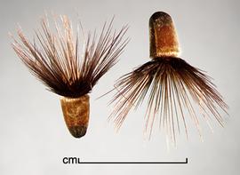  Crupina vulgaris.  Achenes with a ring of black bristles for a pappus. Photo by Julia Scher, USDA-APHIS-PPQ.