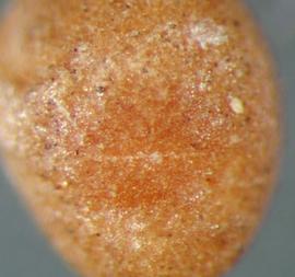  Cuscuta obtusiflora.  Granular seeds with a circular hilum that's difficult to see. Photo by Julia Scher, USDA-APHIS-PPQ.