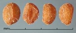  Cuscuta chinensis.  Globose with some flat compressed surfaces. Photo by Julia Scher, USDA-APHIS-PPQ.