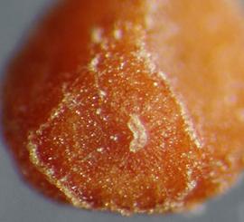  Cuscuta chinensis.  Seeds with a slight reticulation of the granules on the seed surface. Photo by Julia Scher, USDA-APHIS-PPQ.