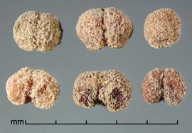  Cuscuta epilinum.  Woolly seeds that tend to adhere to each other and form multiple units. Photo by Julia Scher, USDA-APHIS-PPQ.