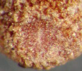  Cuscuta epithymum.  Granular seeds with a hilum that blends in. Photo by Julia Scher, USDA-APHIS-PPQ.