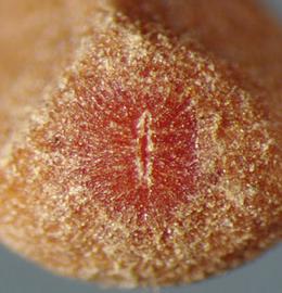  Cuscuta gronovii.  Seeds with a conspicuous, red-colored hilum. Photo by Julia Scher, USDA-APHIS-PPQ.