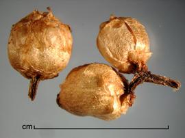  Cuscuta gronovii.  Seed capsules. Photo by Julia Scher, USDA-APHIS-PPQ.