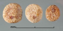  Cuscuta hyalina.  Seeds with a pitted and corky surface. Photo by Julia Scher, USDA-APHIS-PPQ.