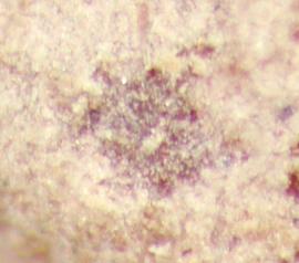  Cuscuta hyalina.  Small, dark brown hilum. Photo by Julia Scher, USDA-APHIS-PPQ.