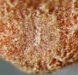  Cuscuta indecora.  Rough seeds with a hilum that blends in with the seed surface. Photo by Julia Scher, USDA-APHIS-PPQ.