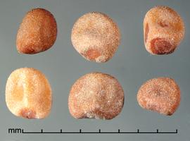  Cuscuta japonica.  Granular seeds that often have flat surfaces. Photo by Julia Scher, USDA-APHIS-PPQ.