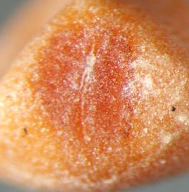  Cuscuta japonica.  Granular seeds with a hilum that is a different color from the rest of the seed. Photo by Julia Scher, USDA-APHIS-PPQ.