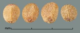  Cuscuta approximata.  Granular seeds that may have two flat sides. Photo by Julia Scher, USDA-APHIS-PPQ.