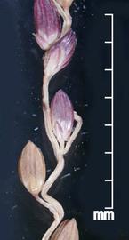  Digitaria abyssinica . Spikelets. Photo by Julia Scher, USDA-APHIS-PPQ.