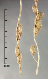  Digitaria abyssinica . Inflorescence. Photo by Julia Scher, USDA-APHIS-PPQ.