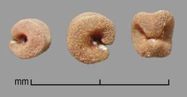  Drymaria arenarioides.  Seeds are a single coil with the distal ends touching. Photo by Julia Scher, USDA-APHIS-PPQ.