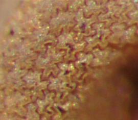  Drymaria arenarioides.  Seeds have a reticulated texture. Photo by Julia Scher, USDA-APHIS-PPQ.