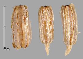  Eichhornia azurea.  Seeds with a pointed basal end. Photo by Julia Scher, USDA-APHIS-PPQ.