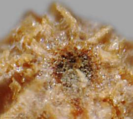  Eichhornia azurea.  Seeds are covered with flaky and transparent tissue. Photo by Julia Scher, USDA-APHIS-PPQ.