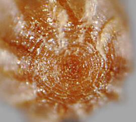  Eichhornia azurea.  Seeds with large longitudinal ribs. Photo by Julia Scher, USDA-APHIS-PPQ.