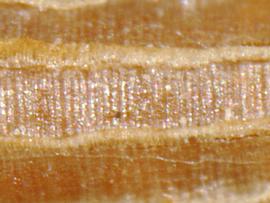  Eichhornia azurea.  Seeds with large longitudinal ribs. Photo by Julia Scher, USDA-APHIS-PPQ.