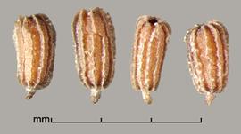  Eichhornia crassipes.  Seeds with thin and scurfy ribs and a pointed basal end. Photo by Julia Scher, USDA-APHIS-PPQ.
