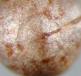  Euphorbia esula . Cylindrical seeds are gray with brown flecks. Photo by Julia Scher, USDA-APHIS-PPQ.
