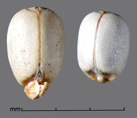  Euphorbia lucida.  Seeds with an oblique hilum at the base that is sometimes covered with a caruncle. Photo by Julia Scher, USDA-APHIS-PPQ.
