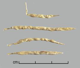  Galega officinalis.  Seed pods. Photo by Julia Scher, USDA-APHIS-PPQ.