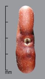  Galega officinalis . There is a strong crease between the radicle and cotyledon lobes. Photo by Julia Scher, USDA-APHIS-PPQ.
