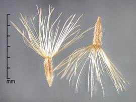  Isocoma veneta.  Pubescent achenes with a long, silky, and abundant pappus. Photo by Julia Scher, USDA-APHIS-PPQ.