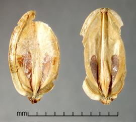  Heracleum mantegazzianum.  Mericarps with brown longitudinal lines that are bulbous at their distal ends. Photo by Julia Scher, USDA-APHIS-PPQ.