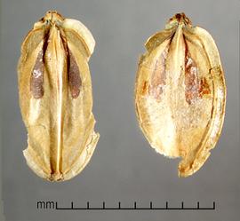  Heracleum mantegazzianum.  Mericarps with a scar on the apical end and a winged margin. Photo by Julia Scher, USDA-APHIS-PPQ.