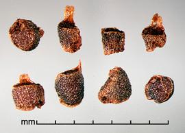  Moraea collina.  Seeds with a spike arising from the margin of the apex of the flat surface. Photo by Julia Scher, USDA-APHIS-PPQ.