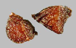  Moraea miniata.  Seeds with a hilum that is at the intersection of the ridges. Photo by Julia Scher, USDA-APHIS-PPQ.