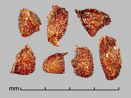  Moraea miniata . Brown seeds with sharp ridges. Photo by Julia Scher, USDA-APHIS-PPQ.