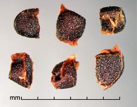  Moraea  sp. Seeds with the hilum at the intersection of the three ridges. Photo by Julia Scher, USDA-APHIS-PPQ.