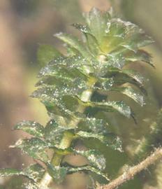  Hydrilla verticillata.  Stems and leaves. Photo by Julia Scher, USDA-APHIS-PPQ.