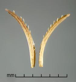  Hygrophila polysperma.  Seed capsules. Photo by Julia Scher, USDA-APHIS-PPQ.