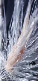  Imperata brasiliensis.  Florets with many long, silky hairs coming from the callus. Photo by Julia Scher, USDA-APHIS-PPQ.