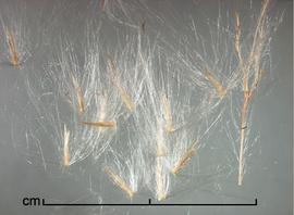  Imperata brasiliensis.  Florets with many long, silky hairs coming from the callus. Photo by Julia Scher, USDA-APHIS-PPQ.
