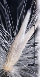 Imperata cylindrica.  Hairy florets. Photo by Julia Scher, USDA-APHIS-PPQ.