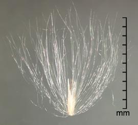  Imperata cylindrica.  Florets with many long, silky hairs coming from the callus. Photo by Julia Scher, USDA-APHIS-PPQ.